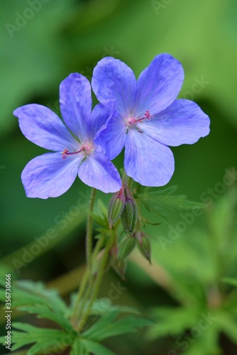 blue flowers in the garden