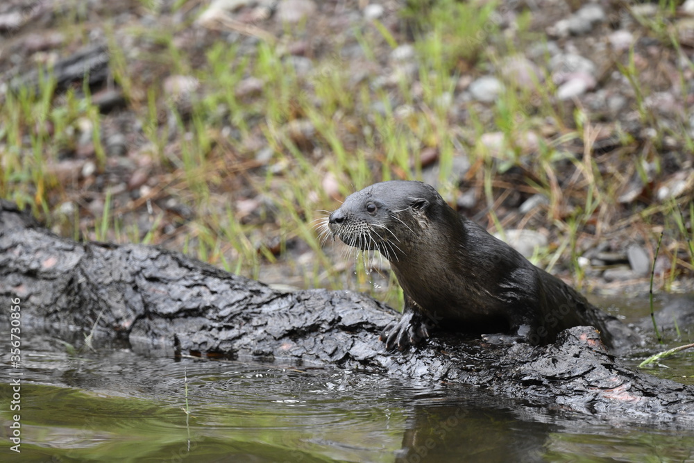 otter on a rock otter on a rock
