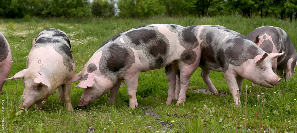 Farming raising and breeding of domestic pigs Farming raising and breeding of domestic pigs