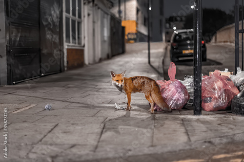 fox roaming the streets of London in search for food left by people in garbage bags © Adam