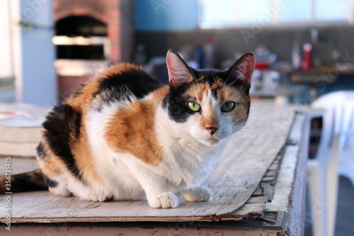 Suspicious tabby cat looking forward