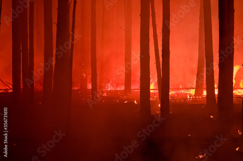 night fire in the forest