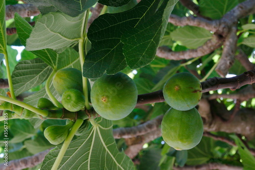 figs on tree