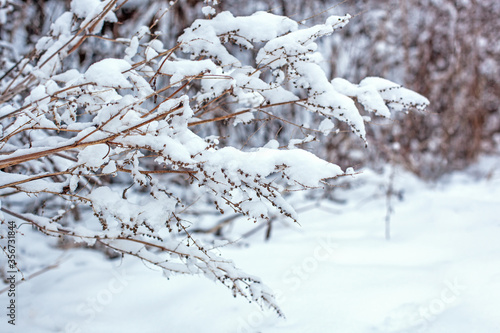 snow on the branches of bushes in winter, dry plants covered with snow, snowfall season, beautiful winter landscape