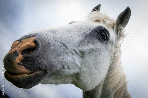 portraits of a white horse. © Zutik