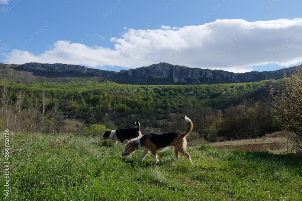 two terrier dogs in the mountains