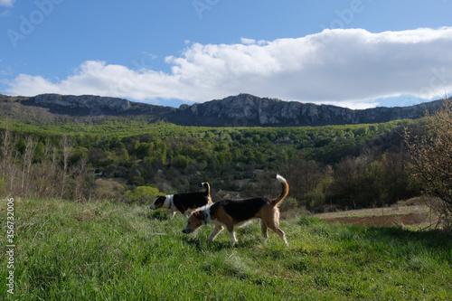 two terrier dogs in the mountains