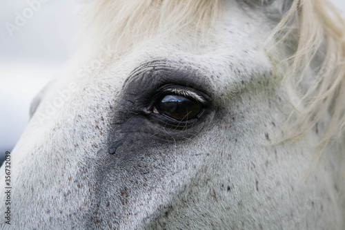 portraits of a white horse.