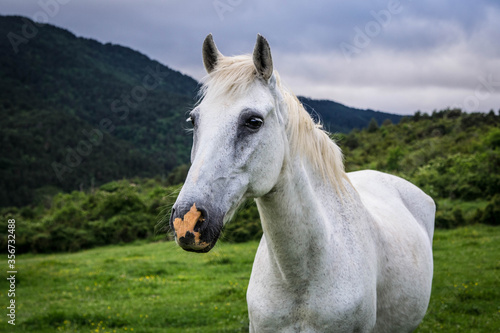 portraits of a white horse. © Zutik