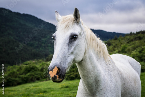 Fototapeta Naklejka Na Ścianę i Meble -  portraits of a white horse.
