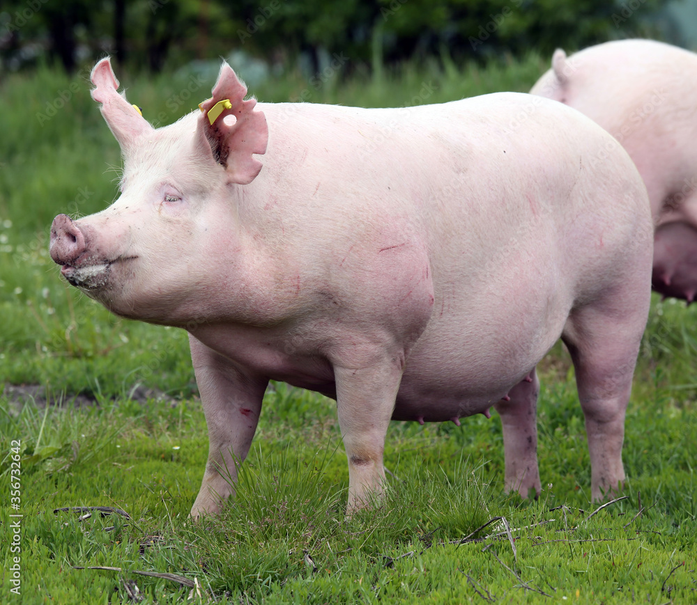 Domestic pig lives on fresh grass on meadow Domestic pig lives on fresh grass on meadow