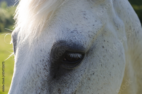 portraits of a white horse.