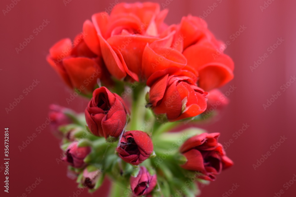 flower geranium photos of flowers indoor geranium flower geranium photos of flowers indoor geranium