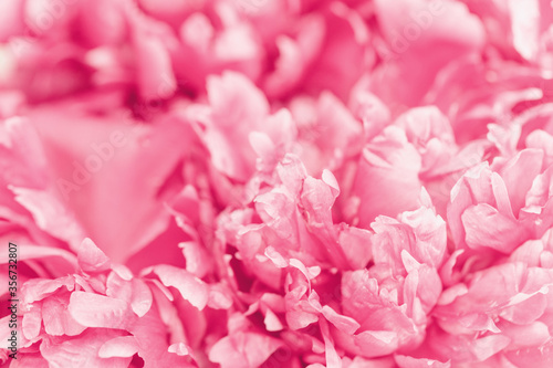Beautiful floral background from red peonies. Tender flowers petals close up. Natural flower backdrop. Selective focus.