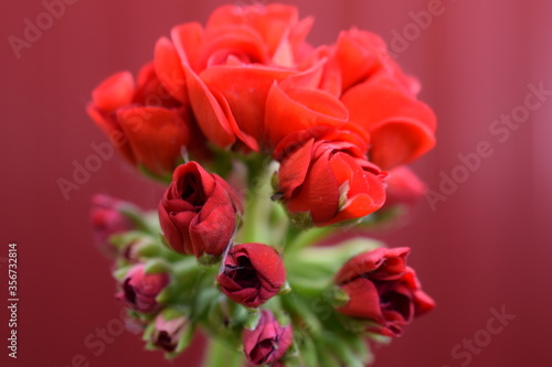 flower geranium photos of flowers indoor geranium