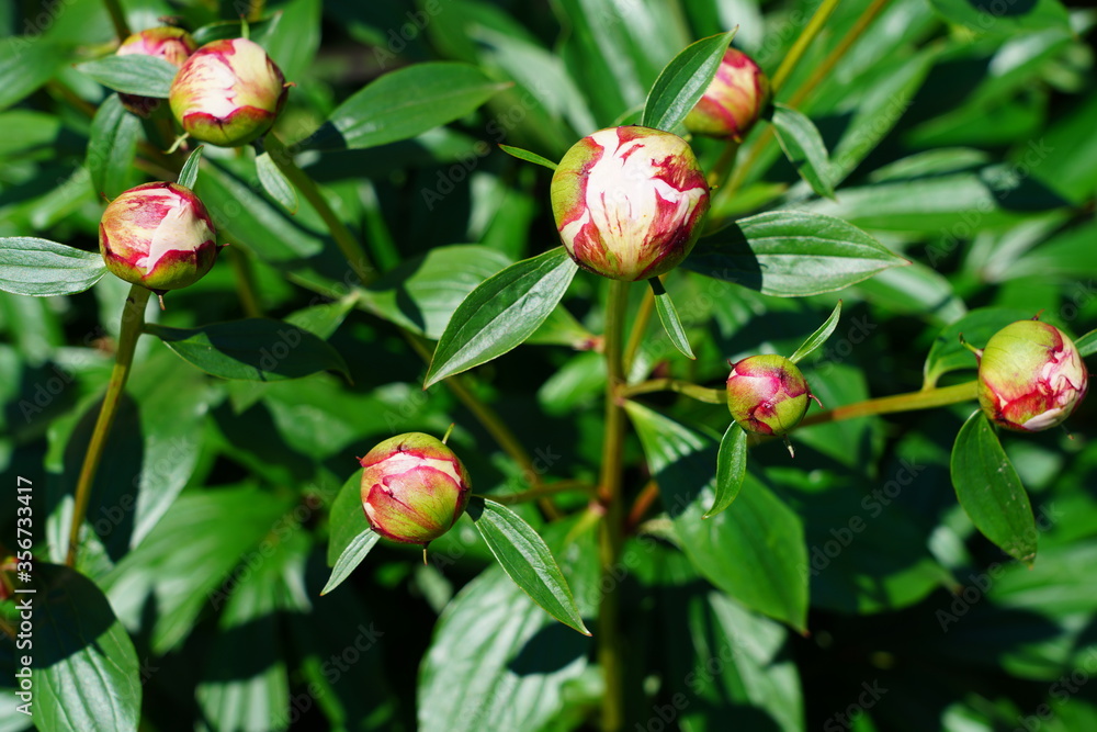 Fragrant herbaceous pink peony flower in bloom Fragrant herbaceous pink peony flower in bloom