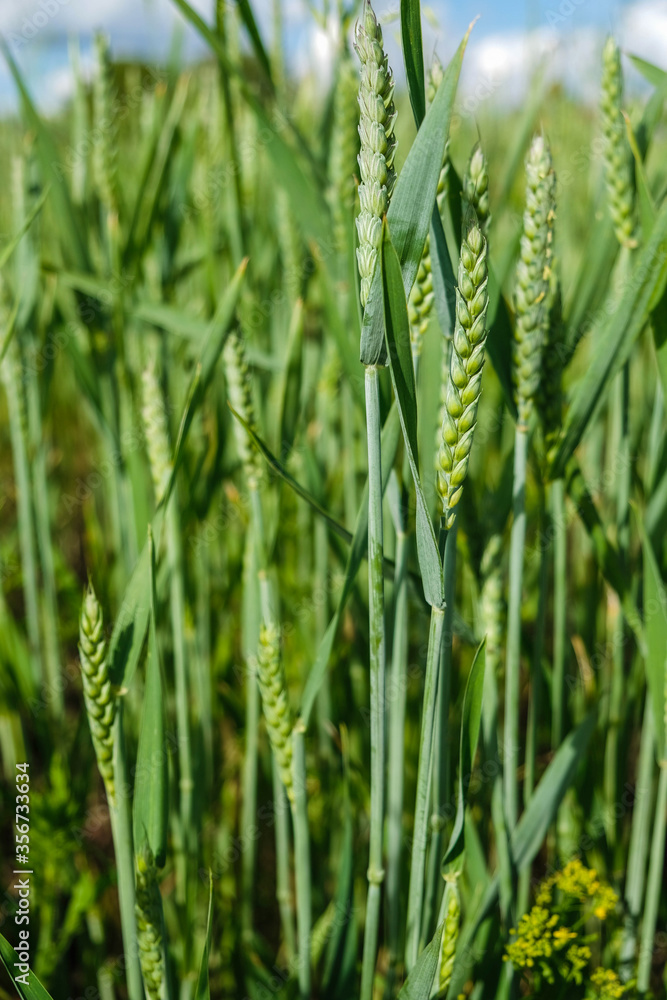 Green ear of wheat on a background of wheat field. Vertical image. 