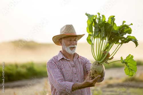 Farmer with sugar beet in field photo