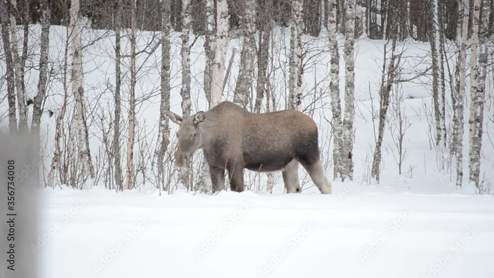 moose and calf feeding in birch tree forest in winter moose and calf feeding in birch tree forest in winter