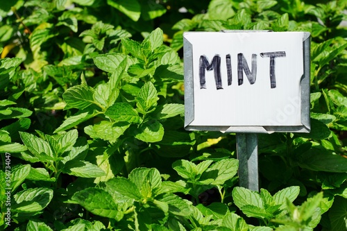 Fresh mint plant growing in the herb garden