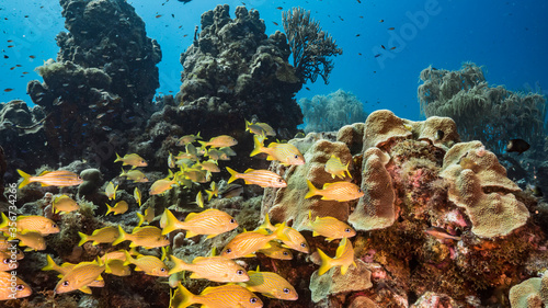 Seascape in turquoise water of coral reef in Caribbean Sea / Curacao with Grunt coral and sponge