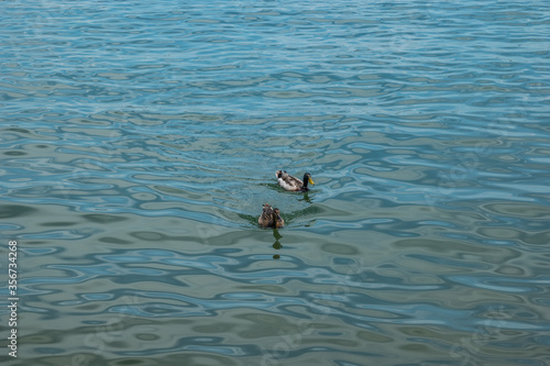Mallard ducks on the lake