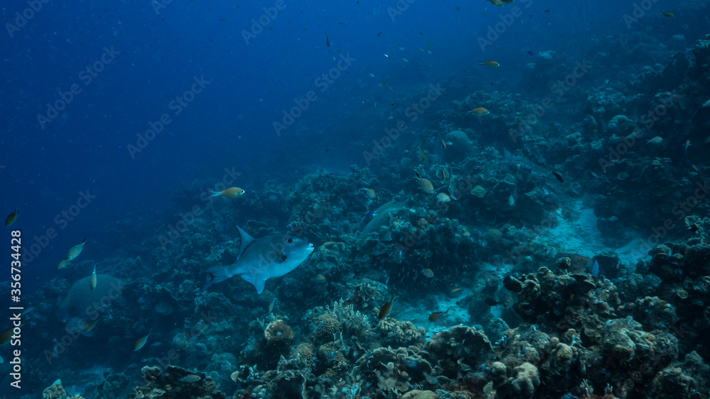 Seascape in turquoise water of coral reef in Caribbean Sea / Curacao with Ocean Triggerfish, coral and sponge