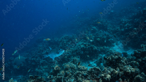 Seascape in turquoise water of coral reef in Caribbean Sea / Curacao with Ocean Triggerfish, coral and sponge