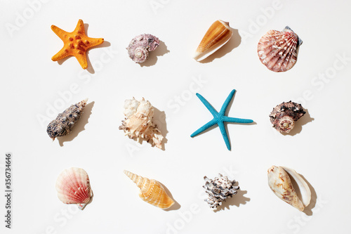 Selection of sea shells and star fish