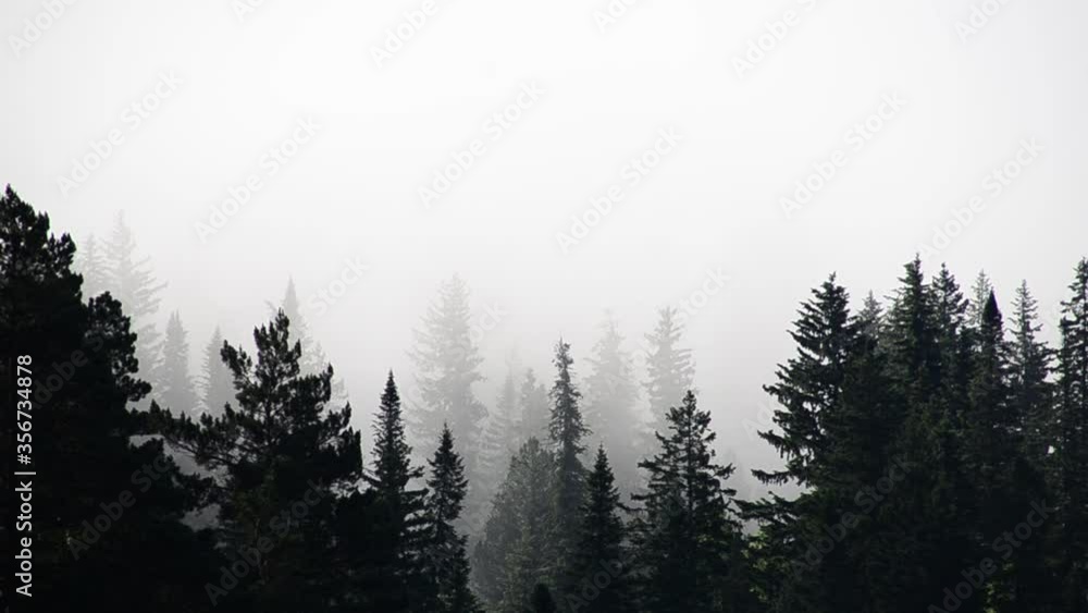 thick fog covered with thick coniferous forest