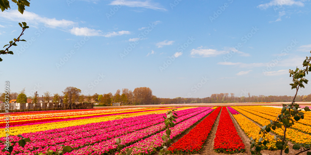 Tulpenfelder Holland