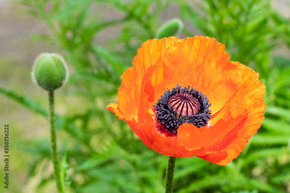 Red poppy flower close up. Remembrance poppy.