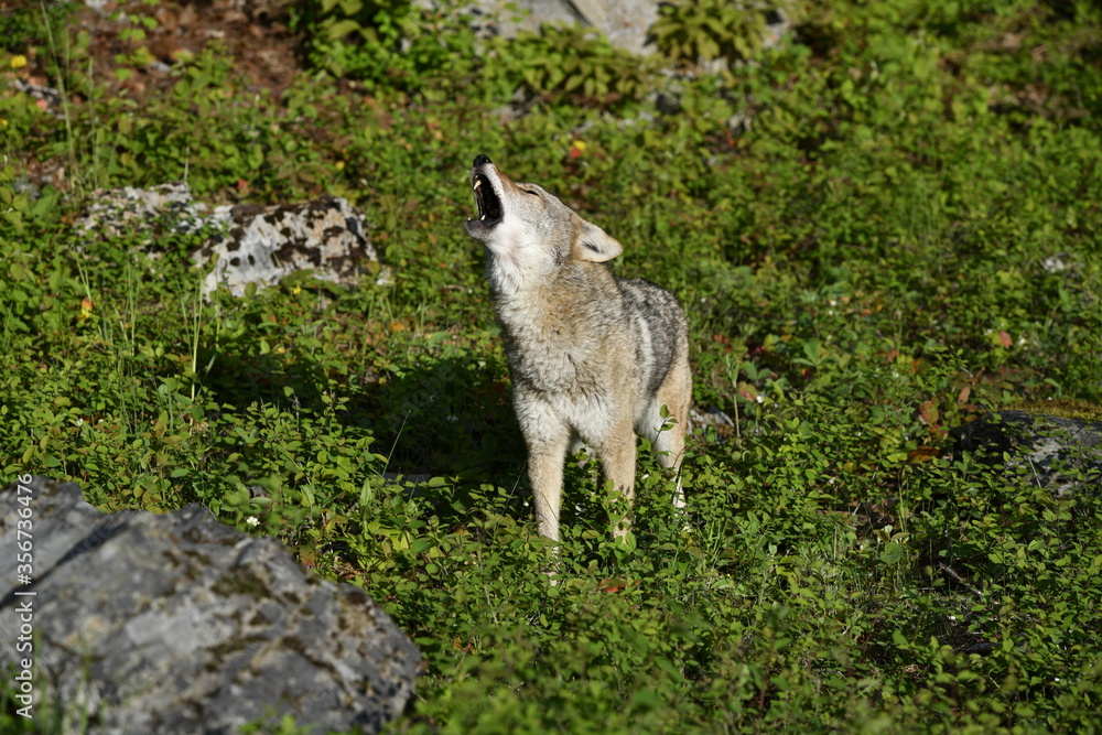 Fototapeta premium Howling coyote