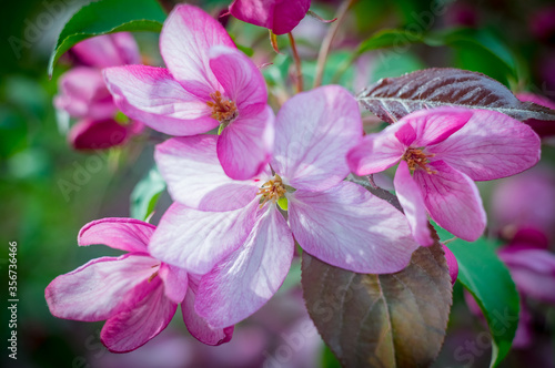 Apple blossoms close up