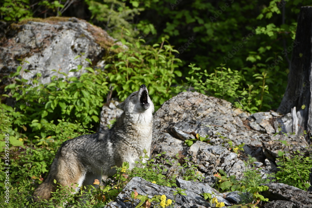 Naklejka premium Coyote howl