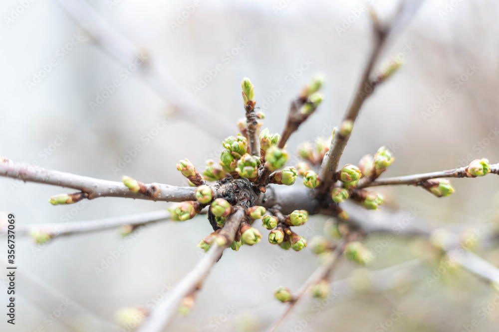 Close-up of tree twigs with buds. Nature waking up at spring with tree branch full of buds. Close-up of tree twigs with buds. Nature waking up at spring with tree branch full of buds.