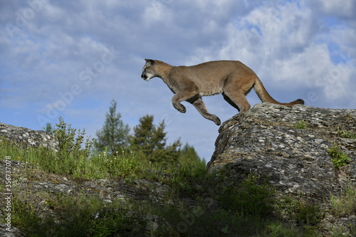 Mountain lion jumping 