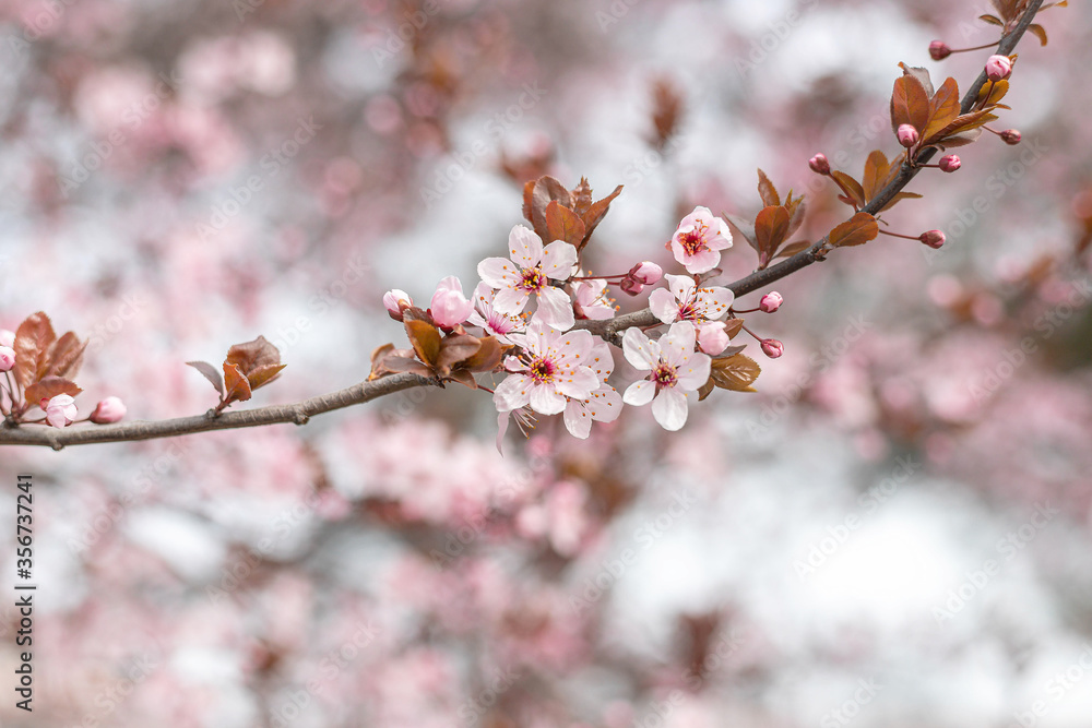 Apricot tree twig in blossom with pink flowers on sky background in spring day. Closeup, decor idea Apricot tree twig in blossom with pink flowers on sky background in spring day. Closeup, decor idea