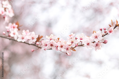 Apricot tree twig in blossom with pink flowers on sky background in spring day. Closeup, wallpaper idea concept
