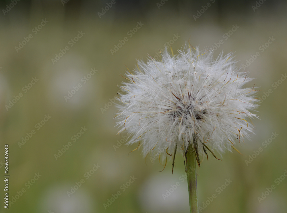Fototapeta premium Pissenlit