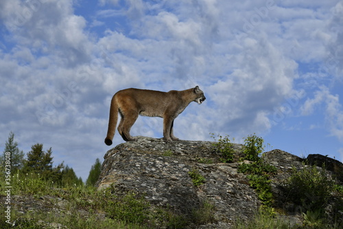 lion on the rock