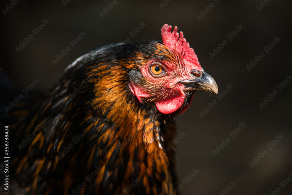 Adult hen on dark background