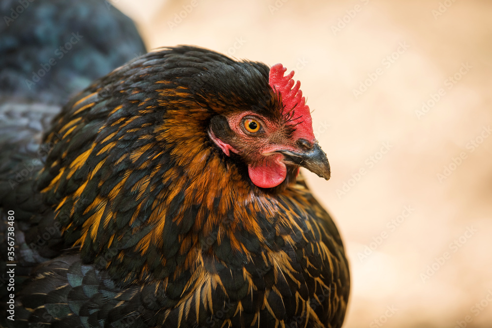 Adult hen in nature background