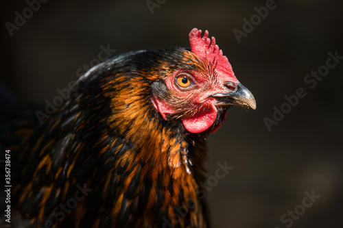 Adult hen on dark background