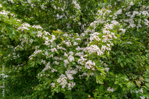 Flowering of green bush in small and white flowers