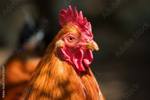 New hemshire cock in nature background photo