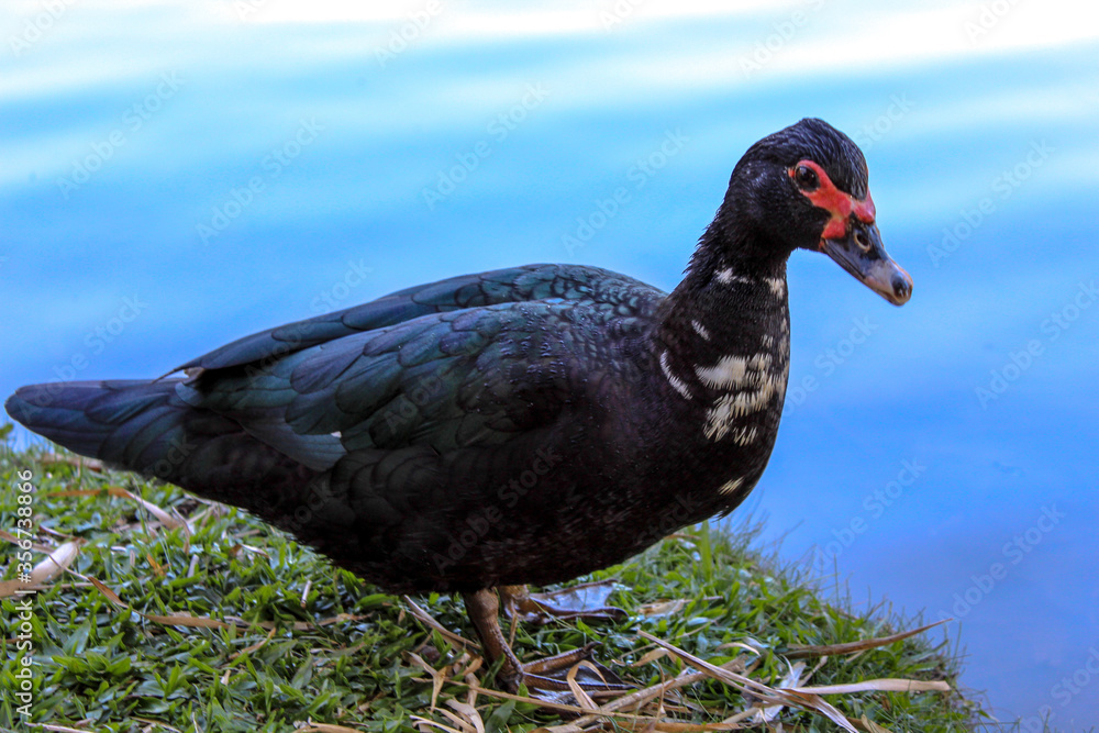 Fototapeta premium Pato
