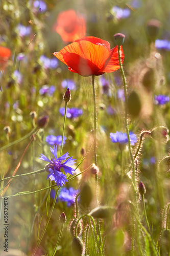 Close-up on flaming red poppies and bright blue cornflowers outdoors on a field in end of May, end of Spring beginning of Summer.