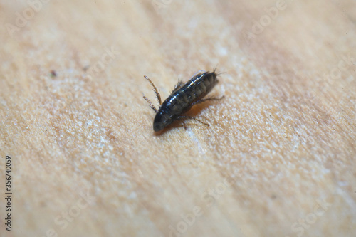 Super macro close up of Ceratophyllus gallinae, known as the hen flea or European chicken flea. It is an ectoparasite of birds which commonly attacks poultry, and can bite humans and other mammals.