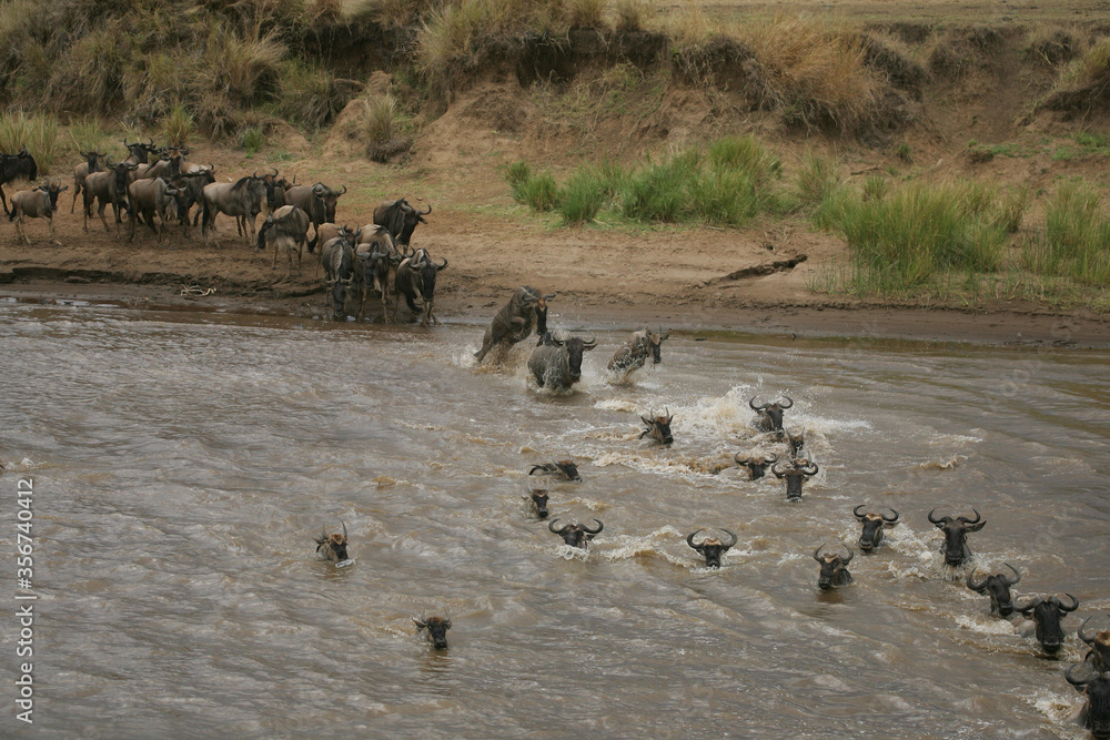 Wildebeest and Zebra crossing the Mara River in Kenya Africa Wildebeest and Zebra crossing the Mara River in Kenya Africa